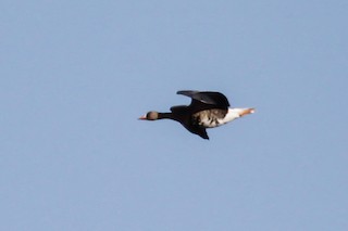 Greater White-fronted Goose, ML130836581