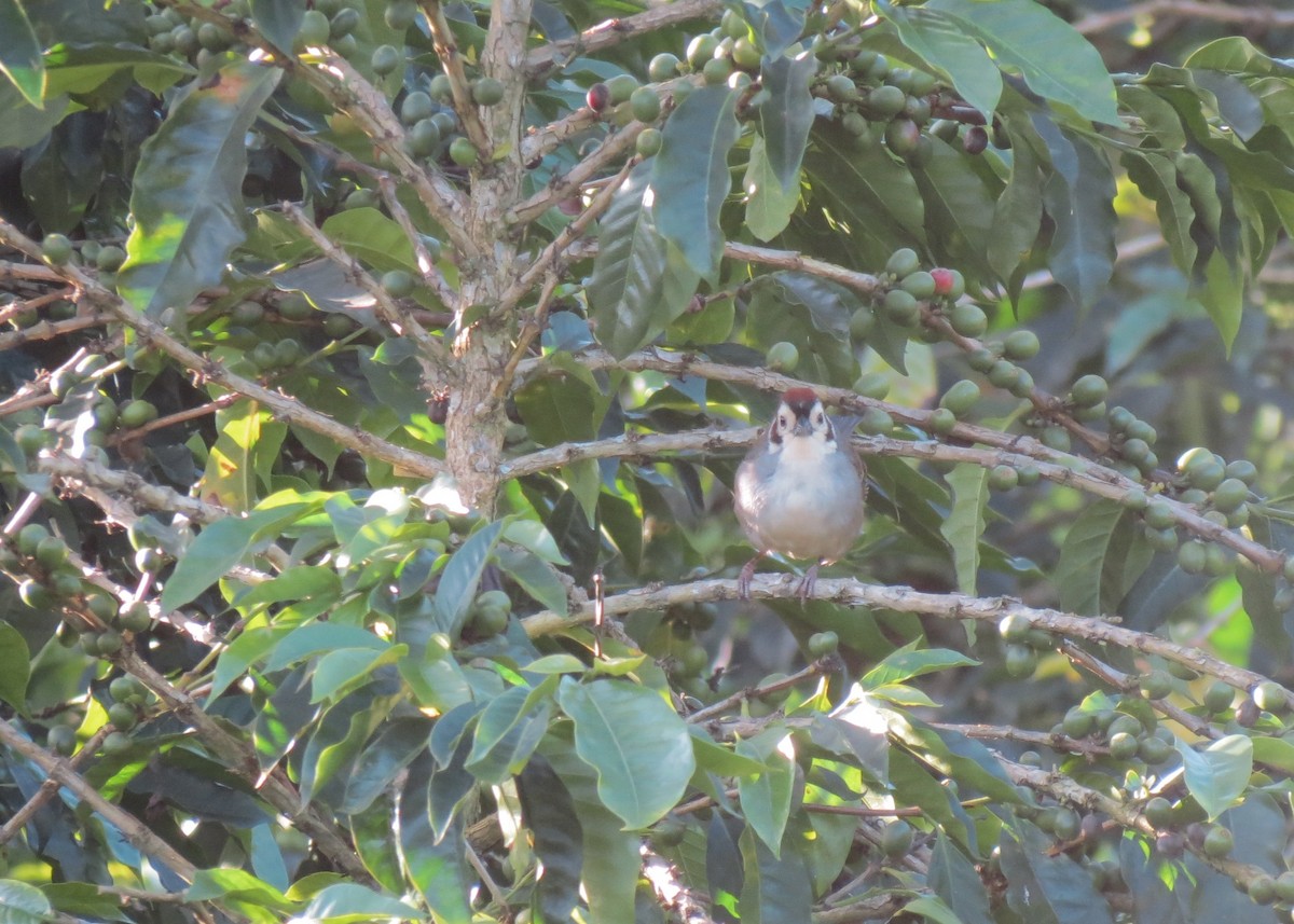 White-faced Ground-Sparrow - ML130837961