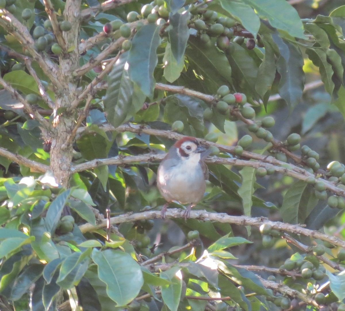 White-faced Ground-Sparrow - ML130838011