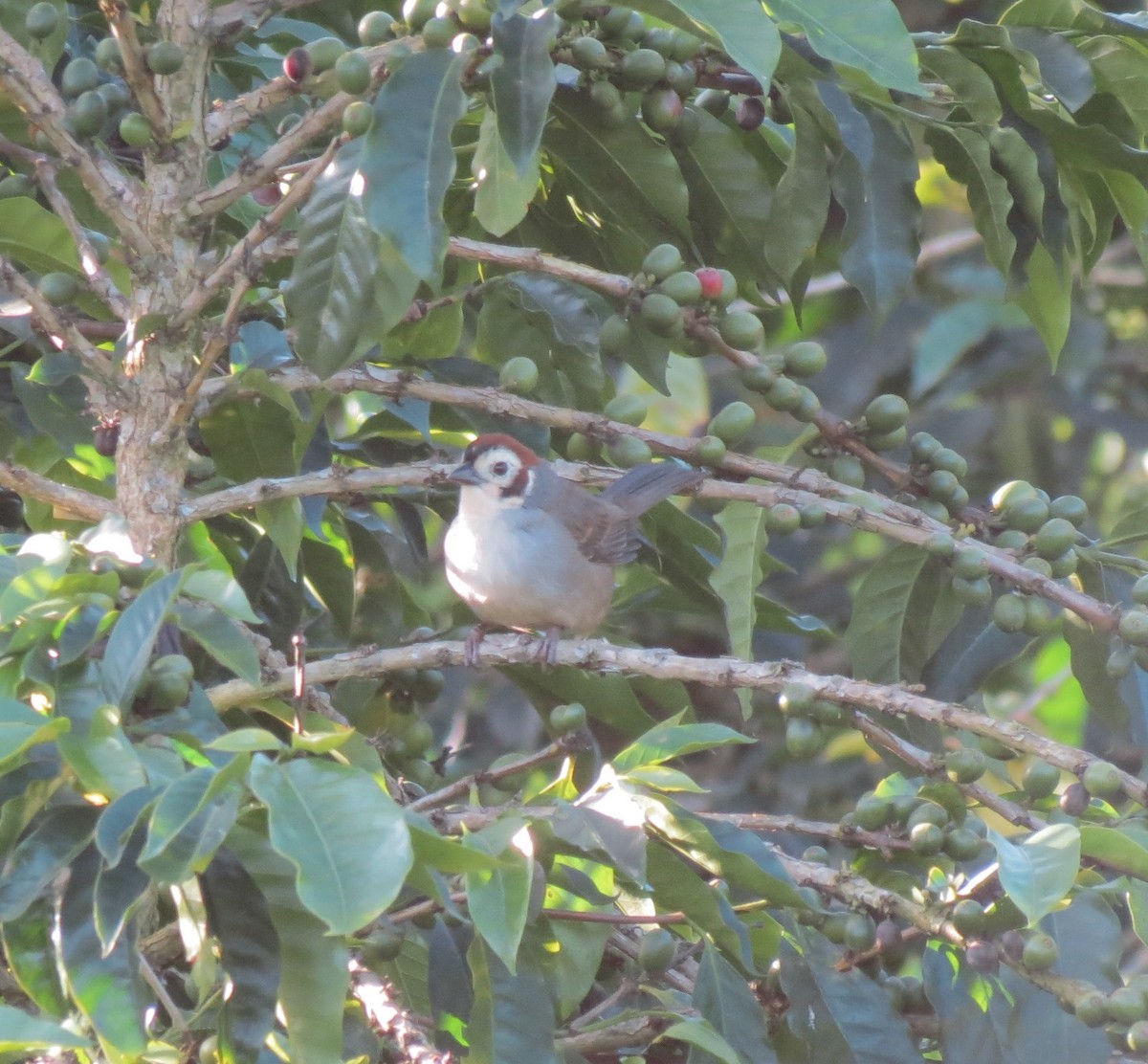 White-faced Ground-Sparrow - ML130838021