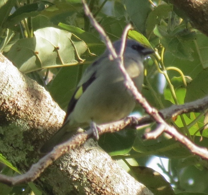 Yellow-winged Tanager - ML130838111