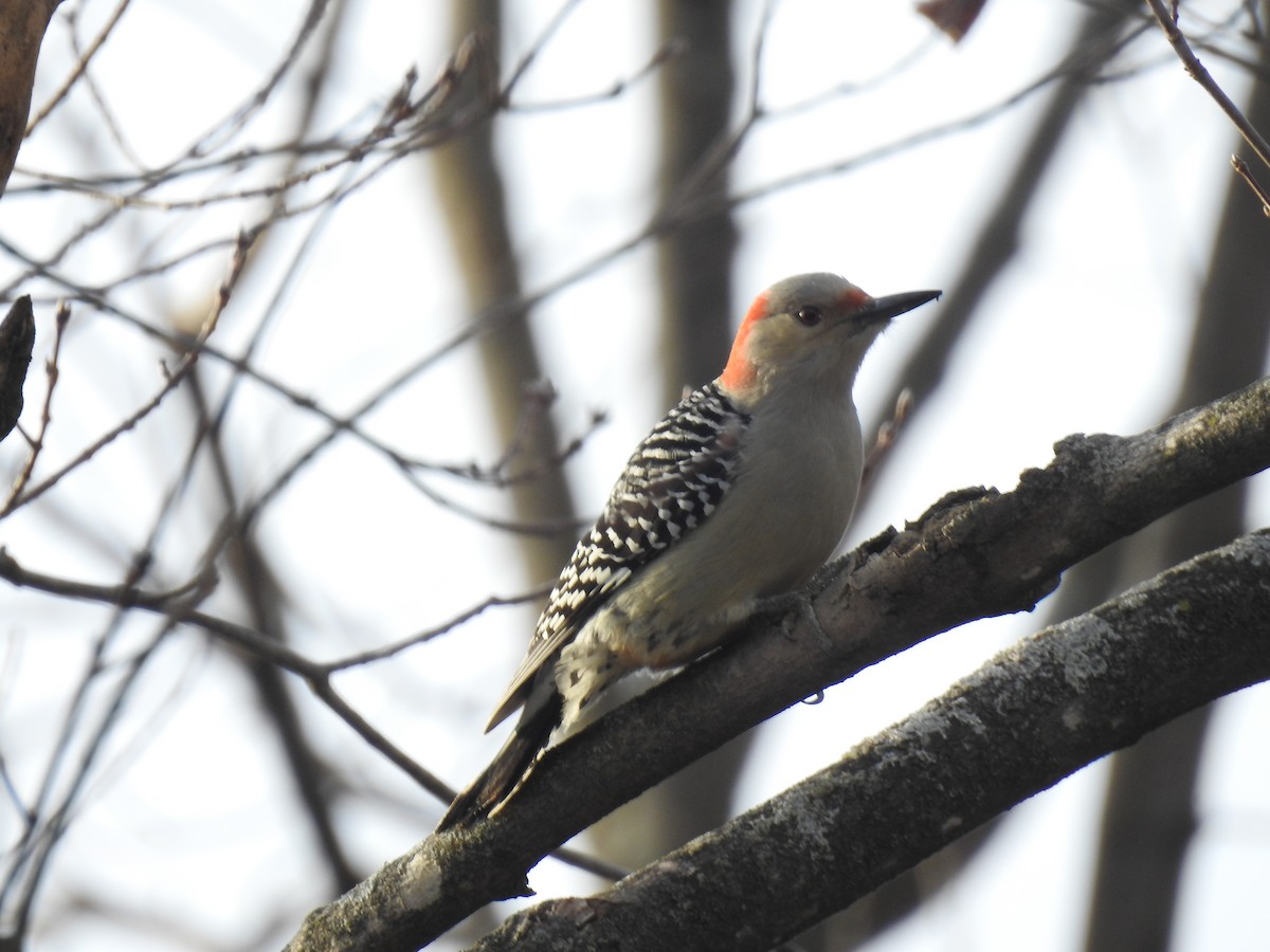 Red-bellied Woodpecker - ML130838571