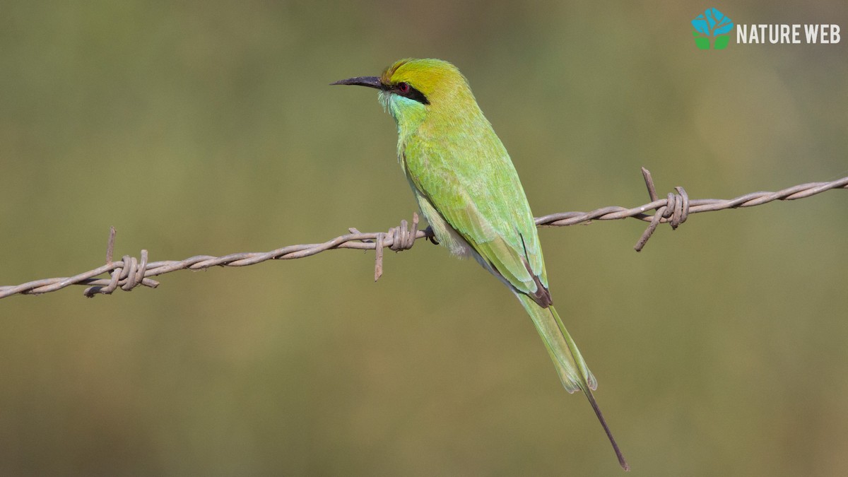 Asian Green Bee-eater - AMOL KOKANE
