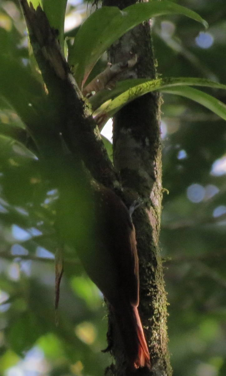 Spotted Woodcreeper - ML130839241