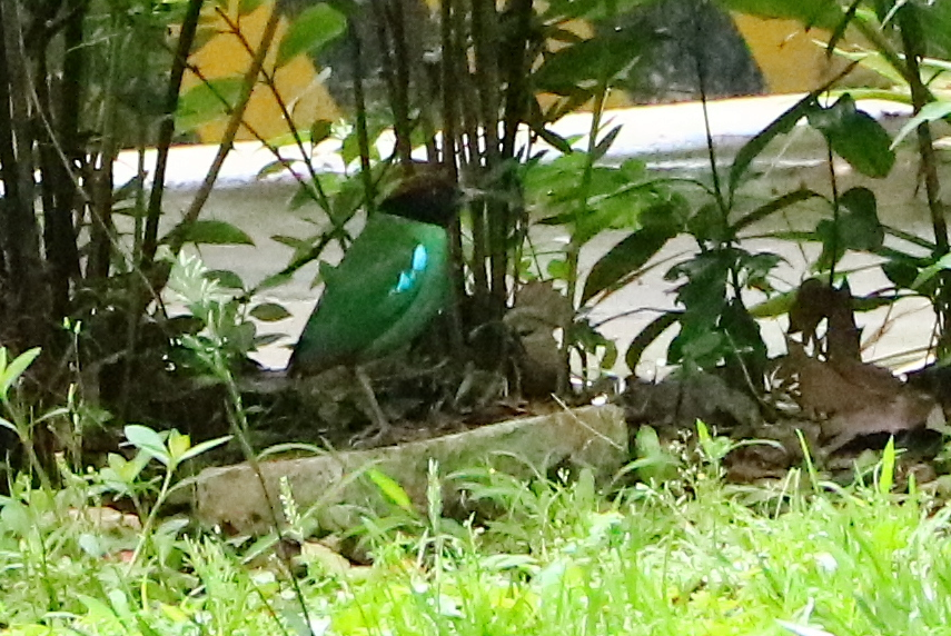 Western Hooded Pitta (Chestnut-crowned) - Raven X