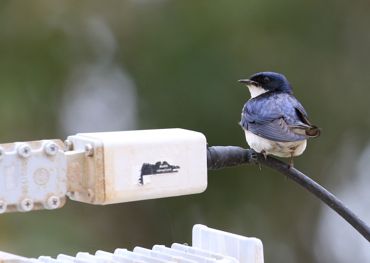 Pearl-breasted Swallow - ML130842551