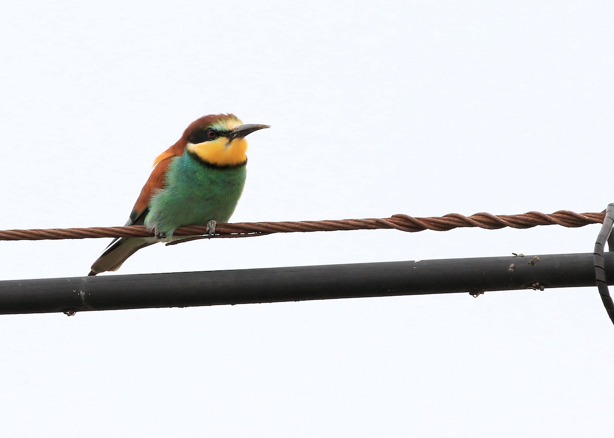 European Bee-eater - Patrick MONNEY