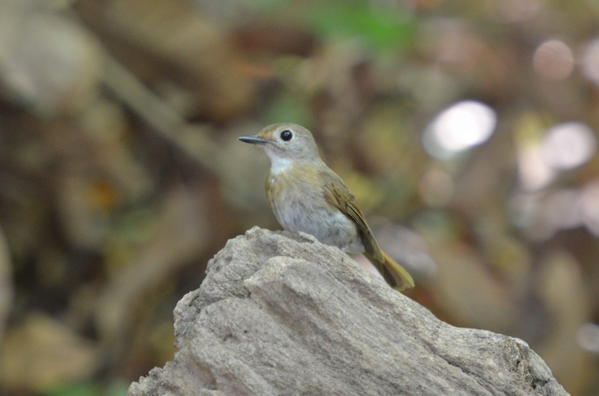 Fulvous-chested Jungle Flycatcher - ML130843911