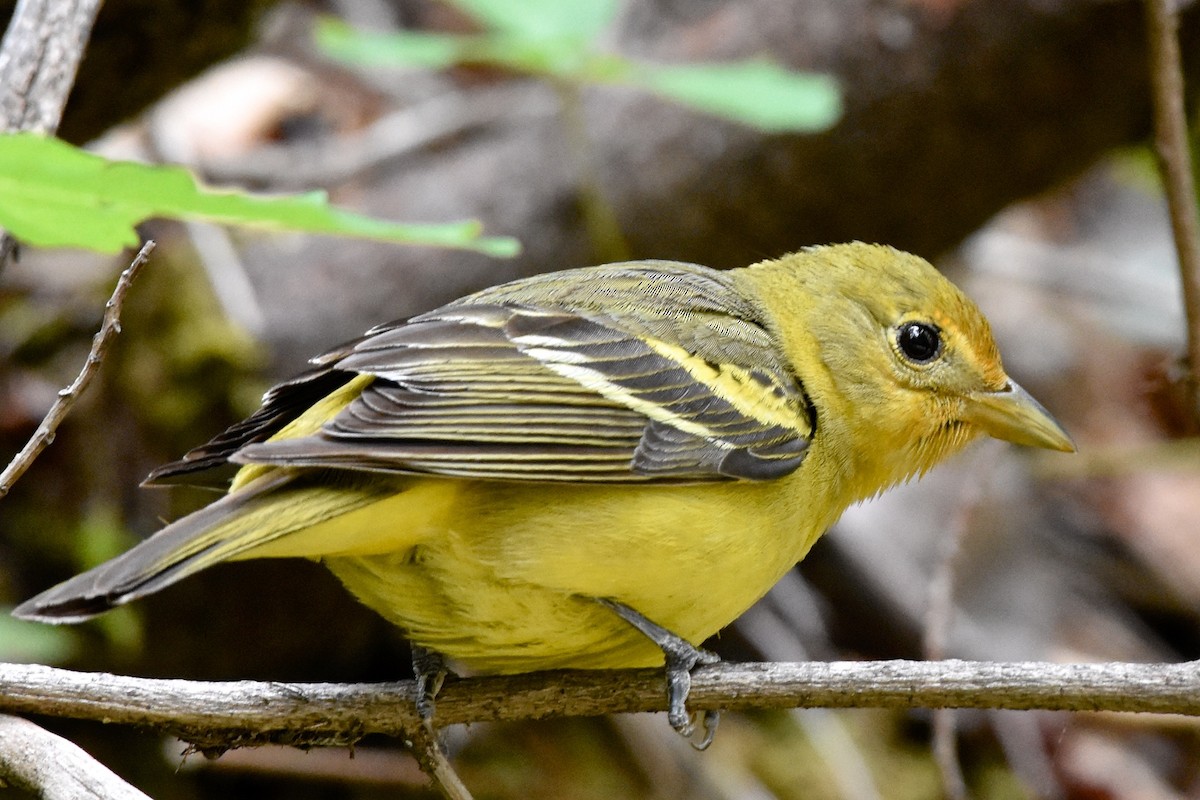 Western Tanager - ML130846811