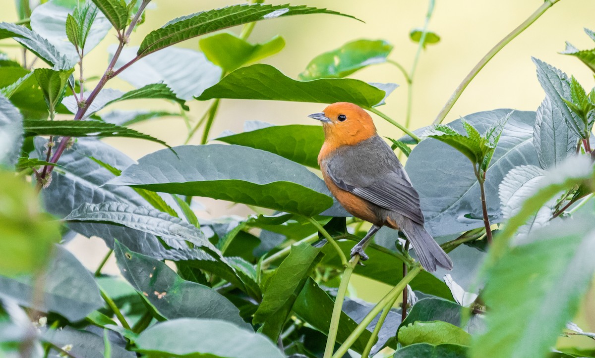 Rufous-chested Tanager - ML130847921