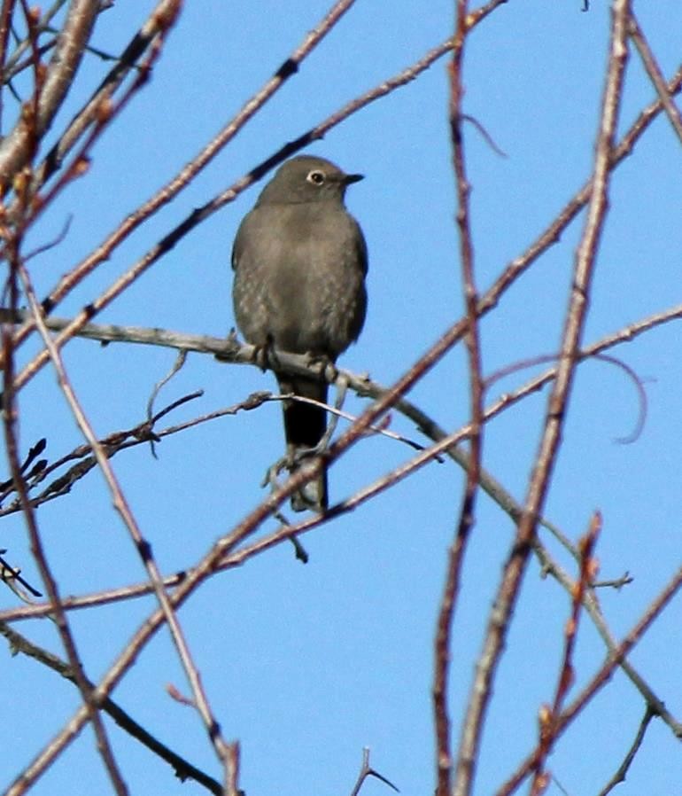 Townsend's Solitaire - ML130850021