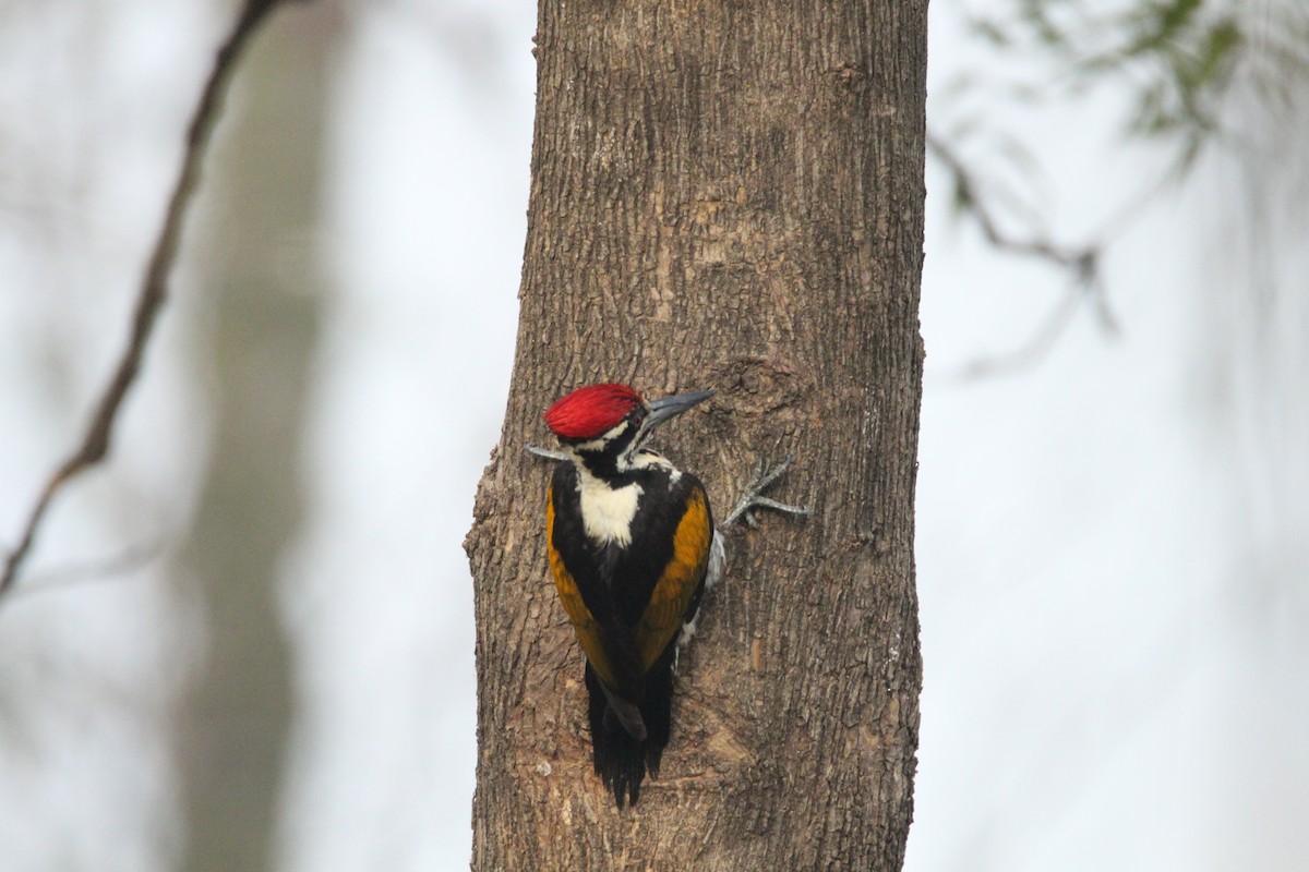 White-naped Woodpecker - Praveen  Kumar