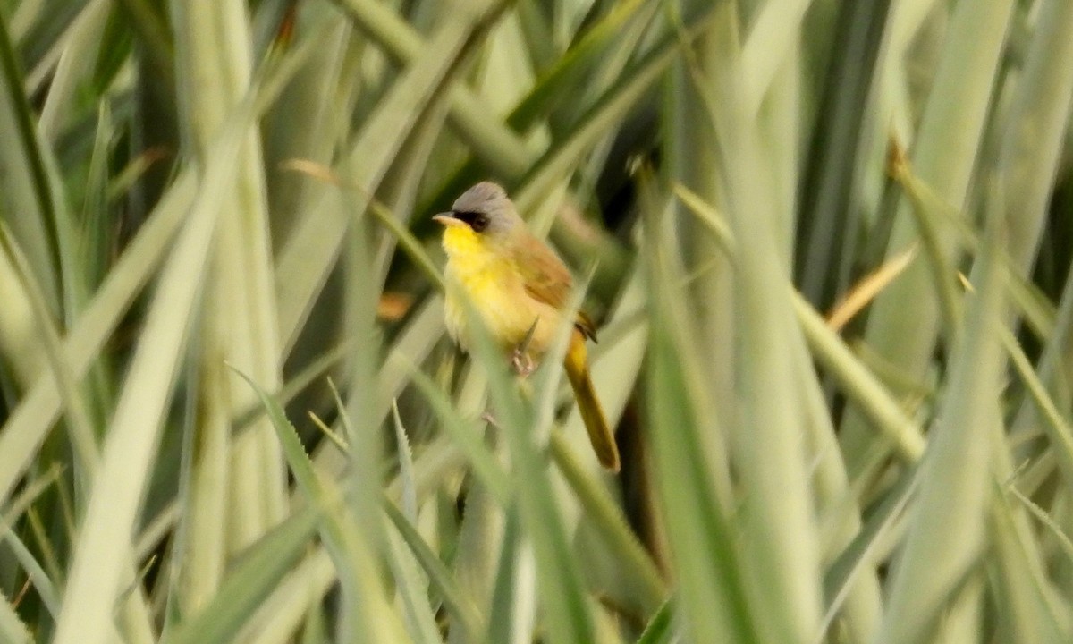 Gray-crowned Yellowthroat - grete pasch