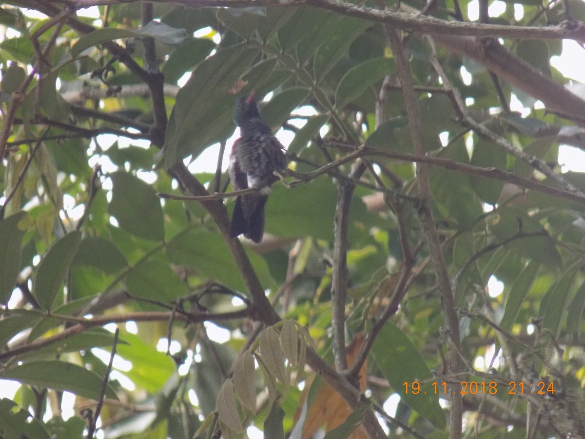 Green-bellied Hummingbird - ML130852161