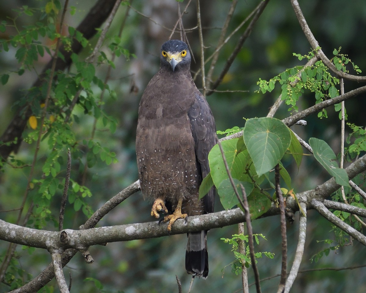 Crested Serpent-Eagle - ML130855351