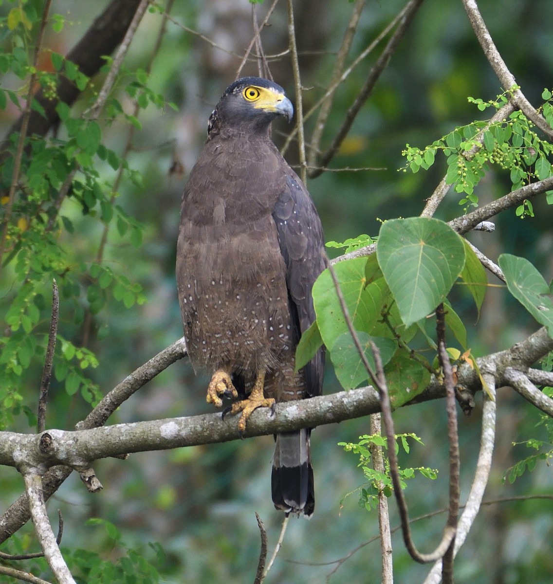 Crested Serpent-Eagle - ML130855361