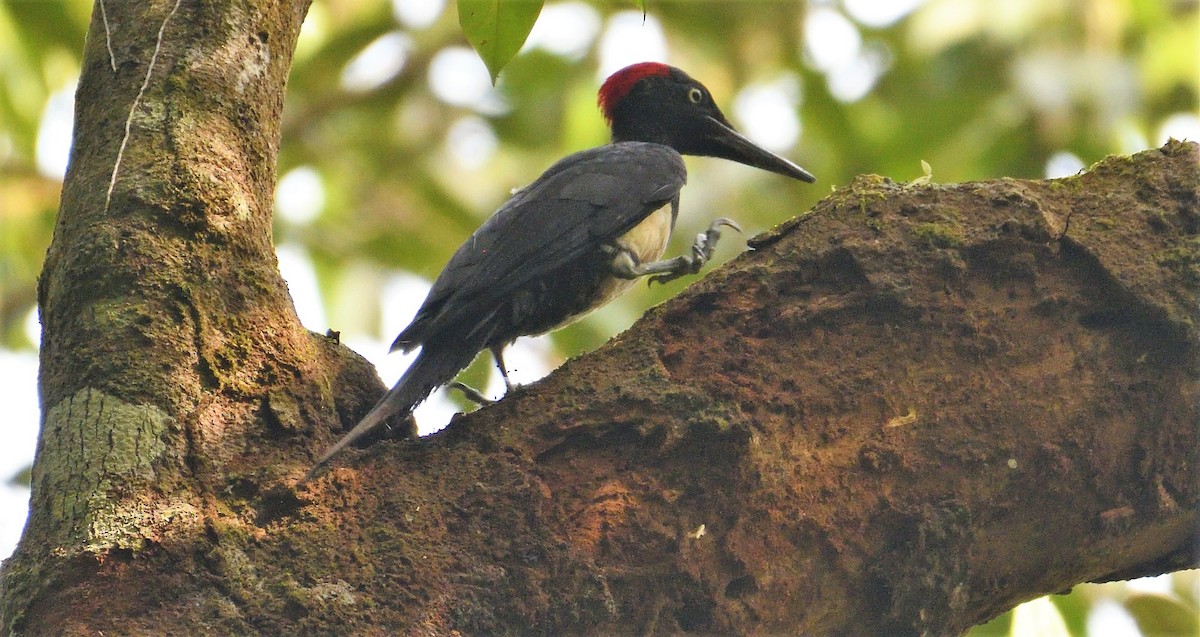 White-bellied Woodpecker - ML130855531