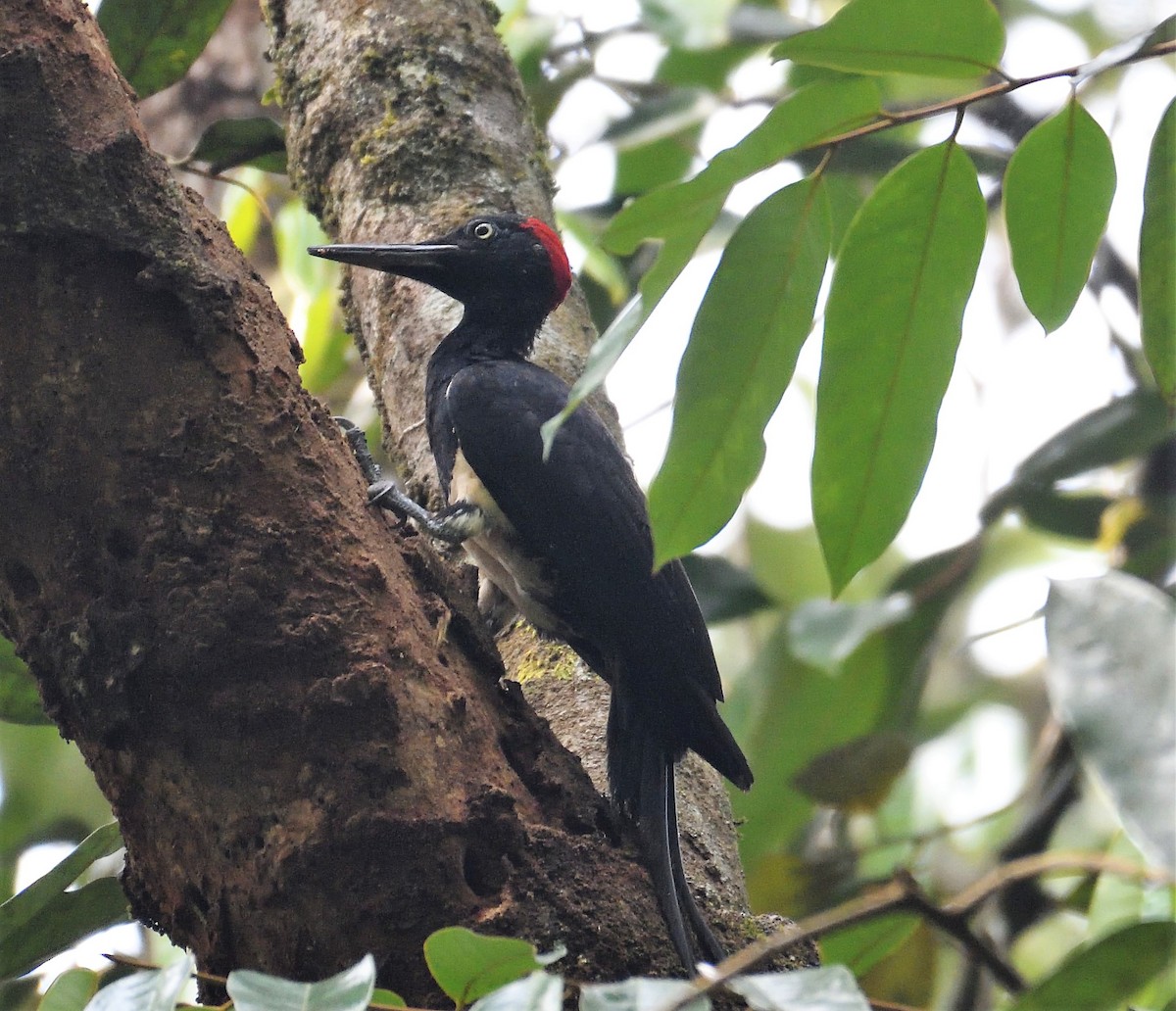 White-bellied Woodpecker - ML130855541