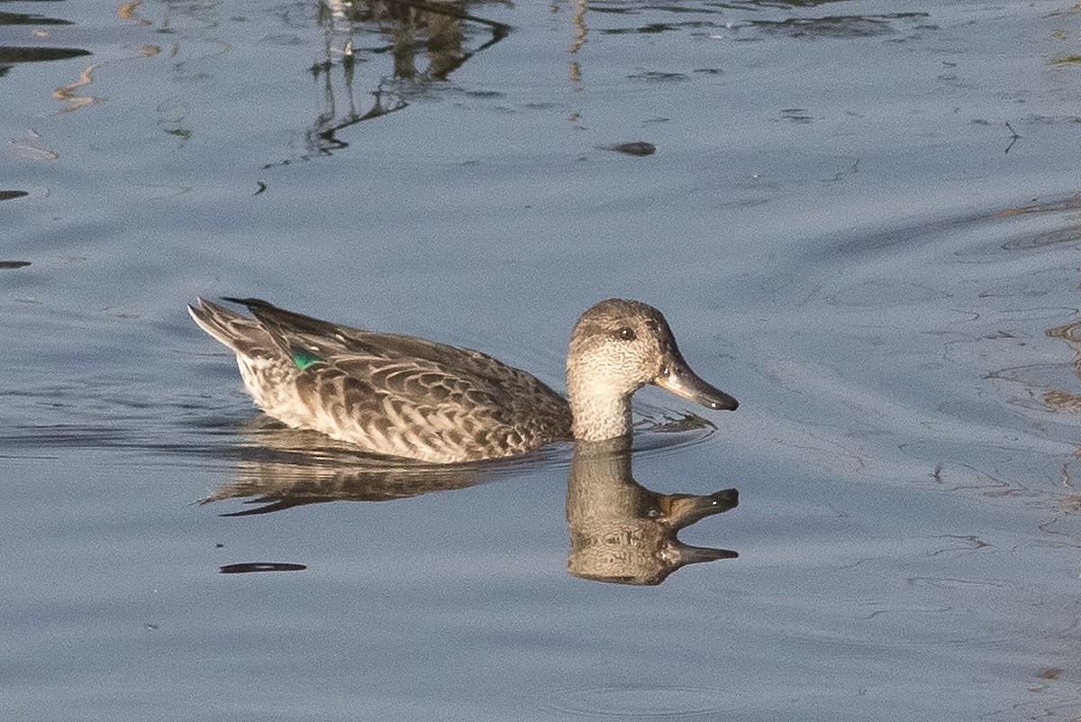 Green-winged Teal - ML130855781