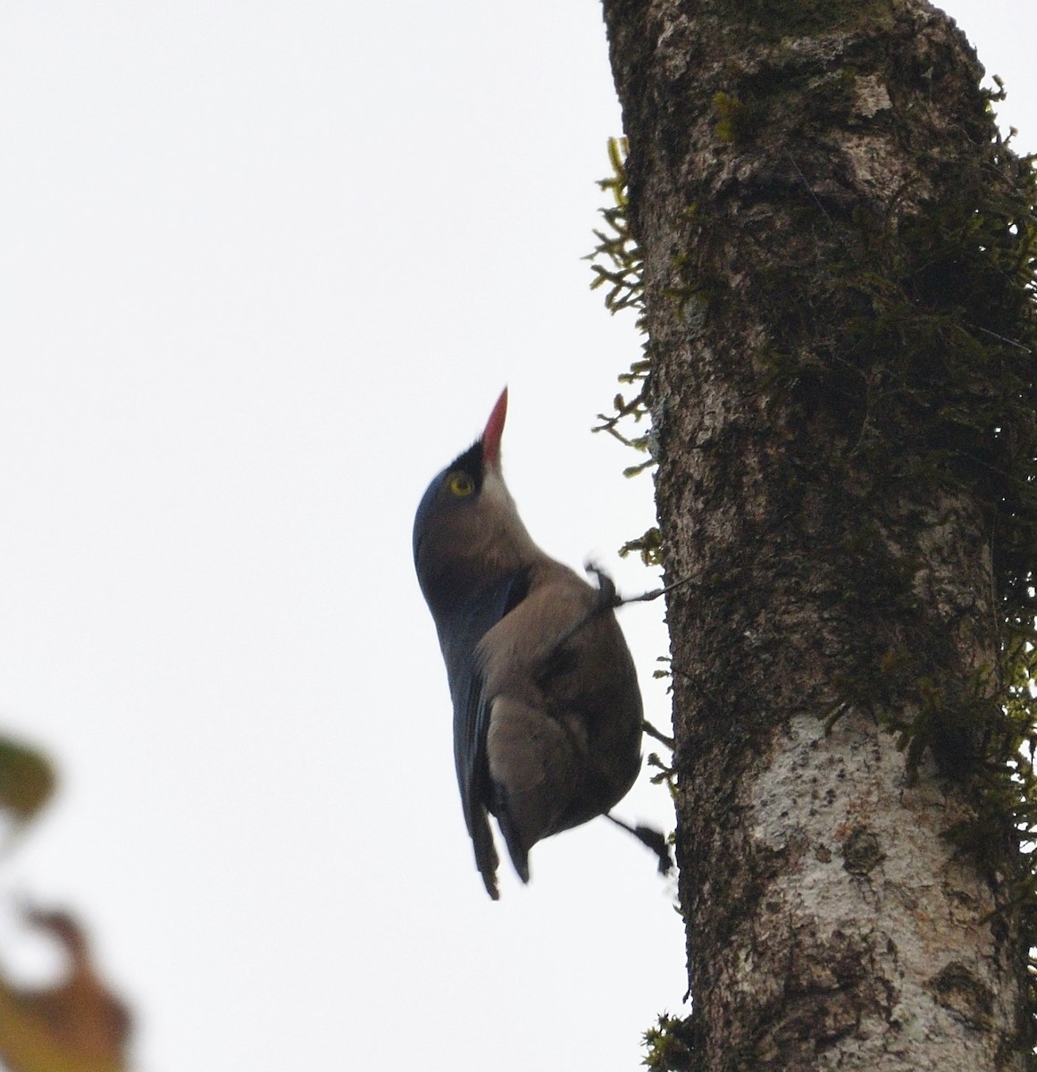 Velvet-fronted Nuthatch - ML130856981