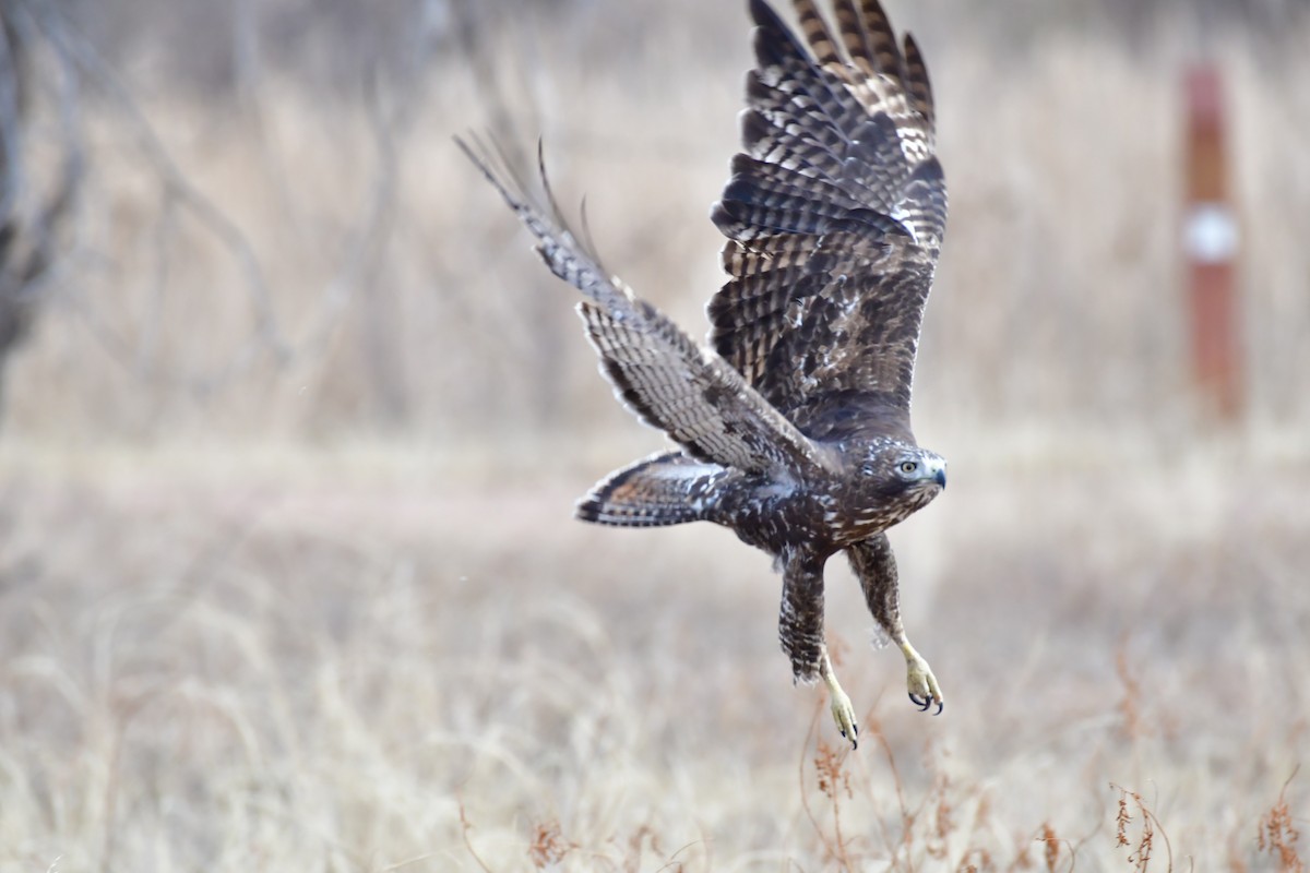 Red-tailed Hawk - ML130857931