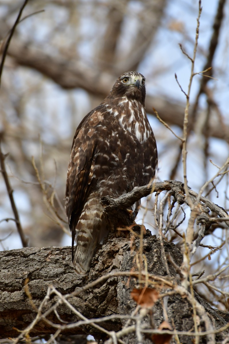 Red-tailed Hawk - ML130857941