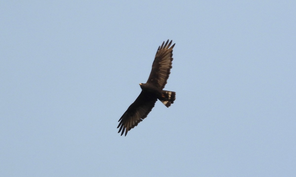 Zone-tailed Hawk - grete pasch