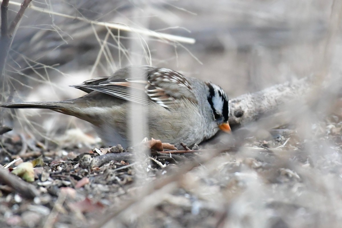 White-crowned Sparrow - Robert Post