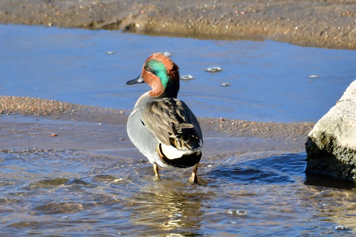 Green-winged Teal - ML130860271
