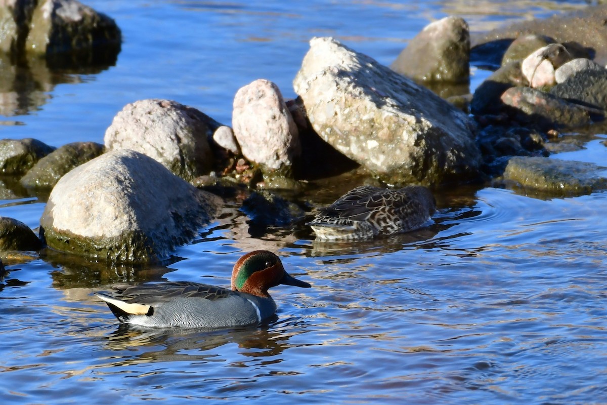 Green-winged Teal - ML130860301