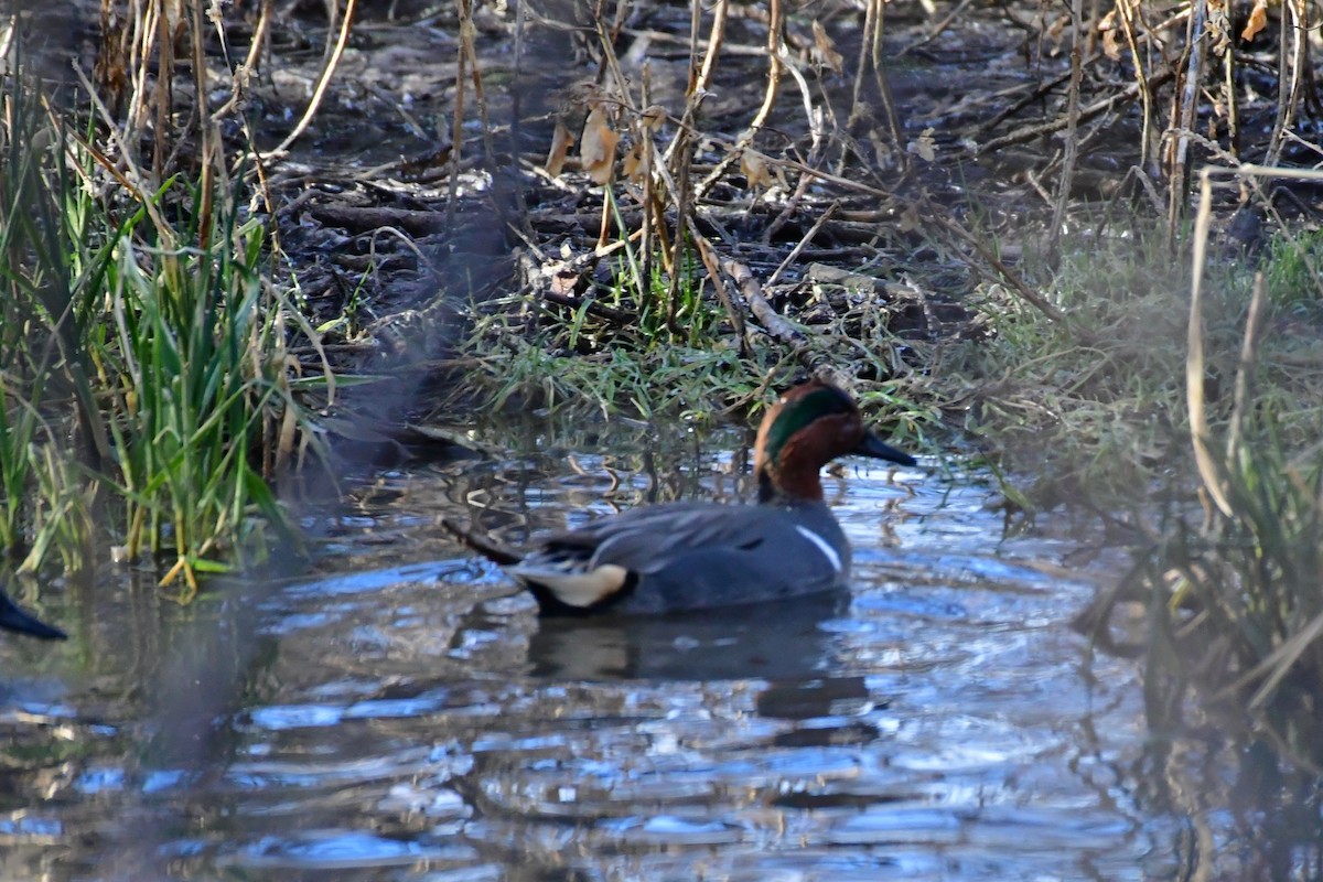 Green-winged Teal - ML130860311