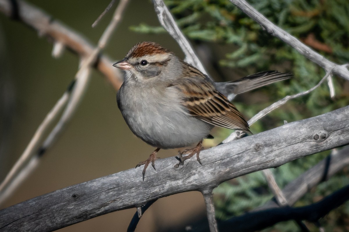 Chipping Sparrow - James Hoagland