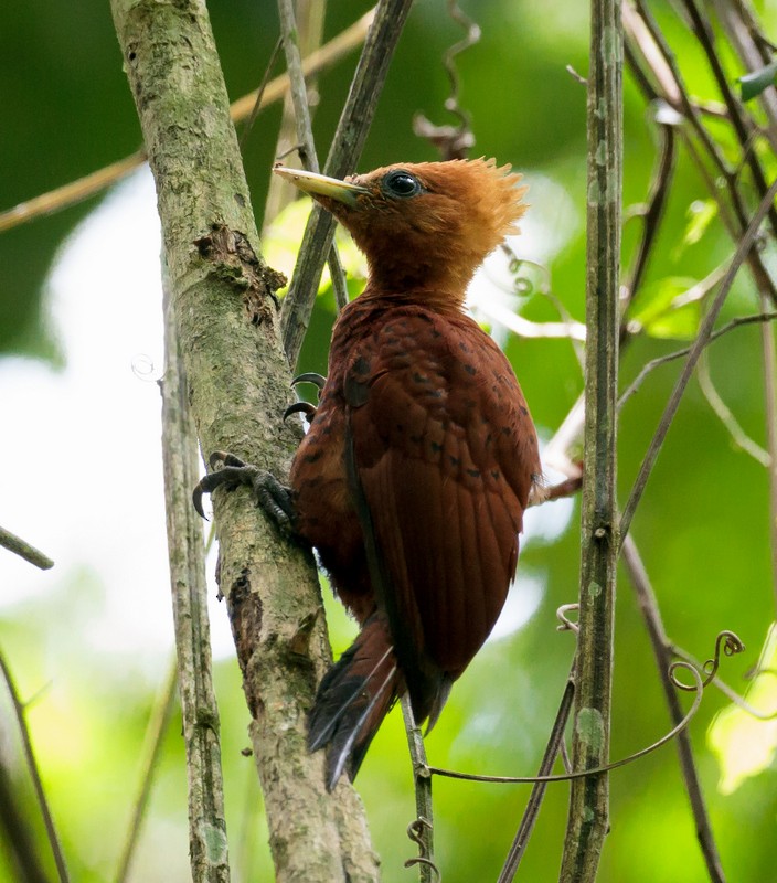 Chestnut-colored Woodpecker - ML130866531
