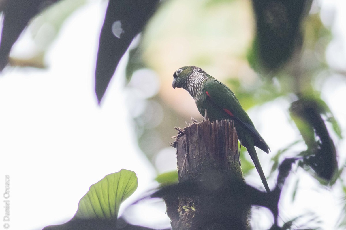 Maroon-tailed Parakeet (Maroon-tailed) - Daniel Orozco Montoya