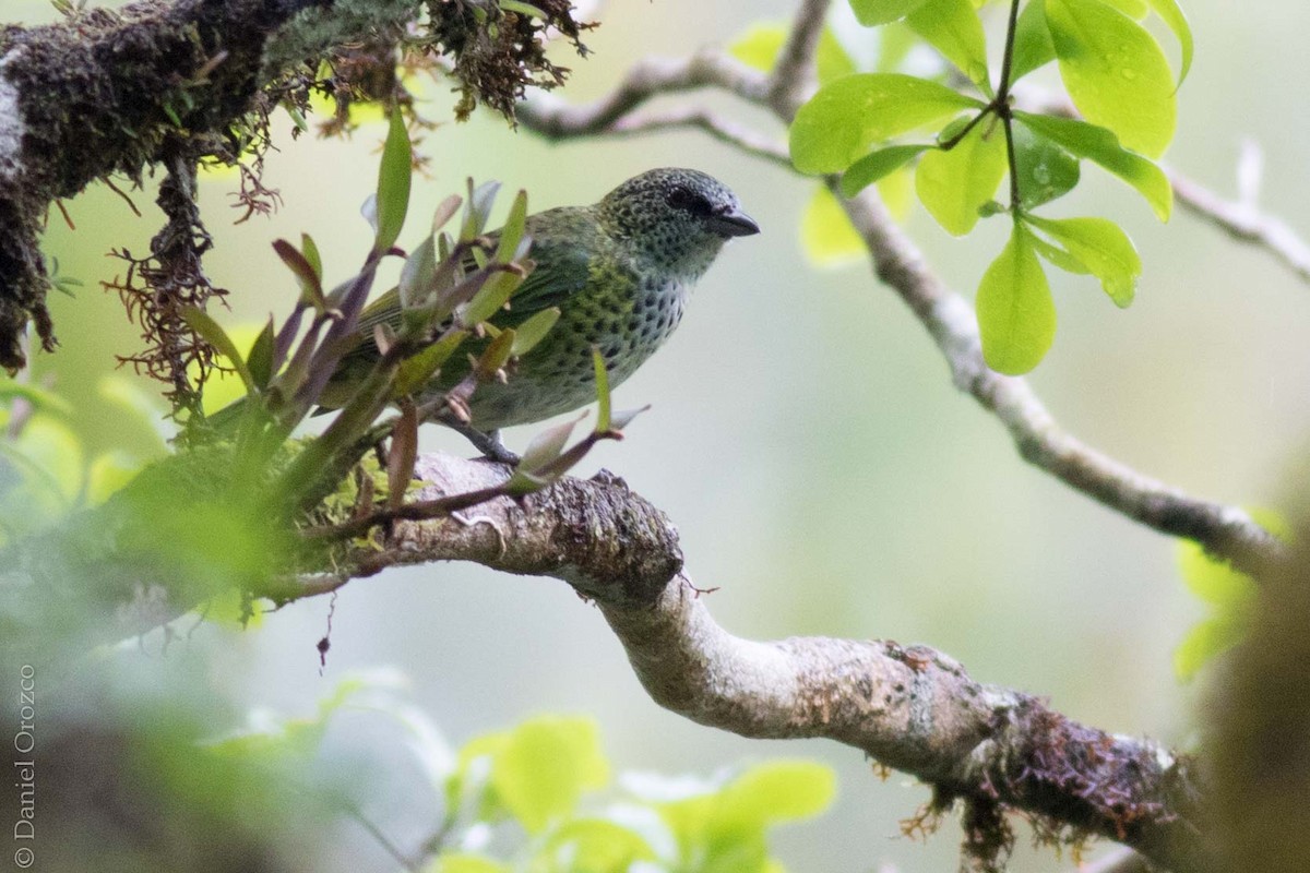 Spotted Tanager - Daniel Orozco Montoya