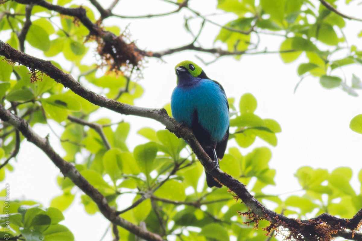 Paradise Tanager - ML130872941