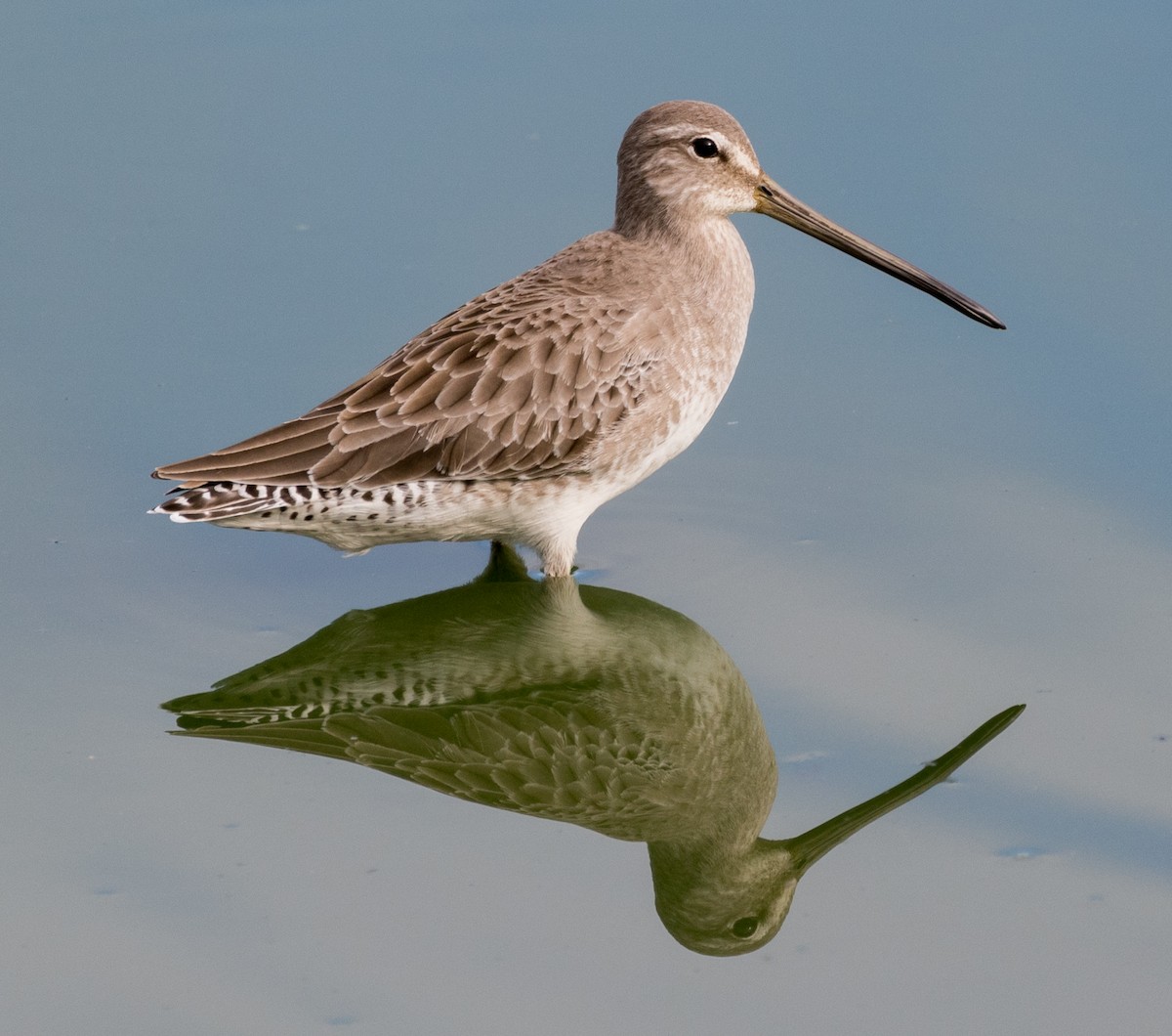 Long-billed Dowitcher - ML130873841