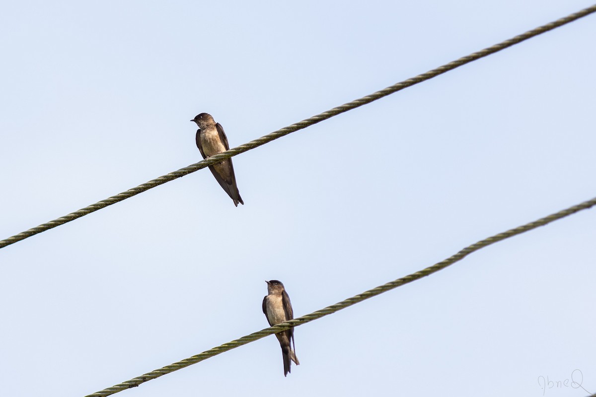 White-thighed Swallow - Abner Terribili