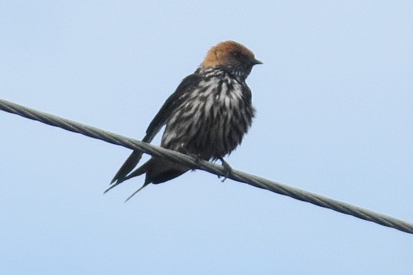 Lesser Striped Swallow - ML130877491