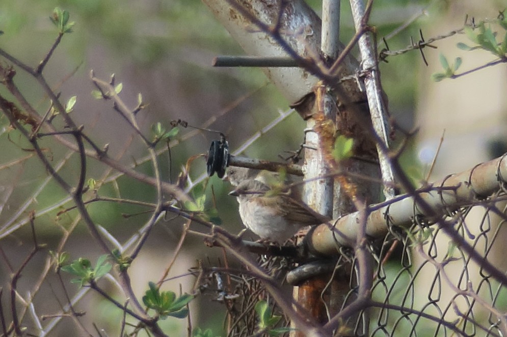 Southern Gray-headed Sparrow - ML130877561