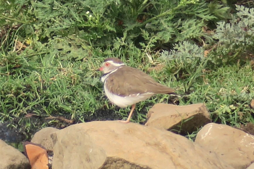 Three-banded Plover - ML130878061