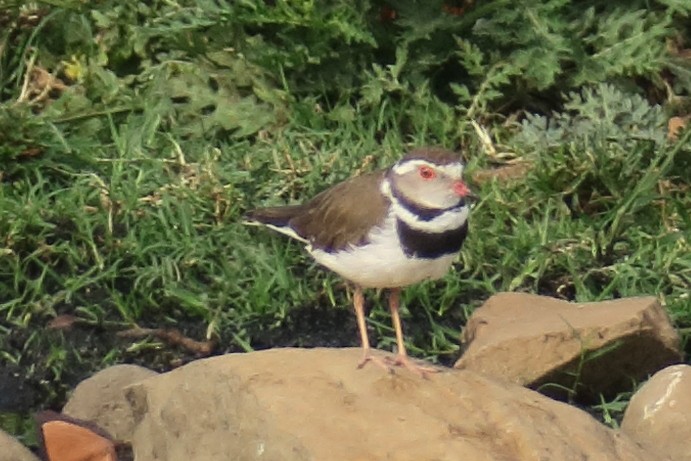 Three-banded Plover - ML130878101