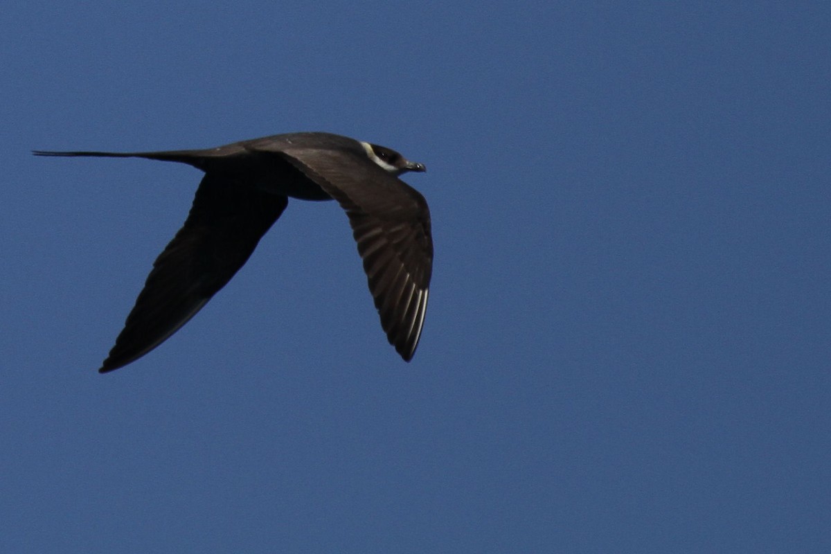 Long-tailed Jaeger - ML130878921