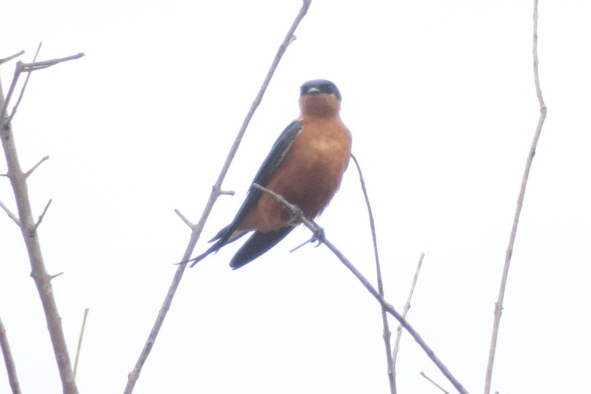 Rufous-chested Swallow - ML130879151
