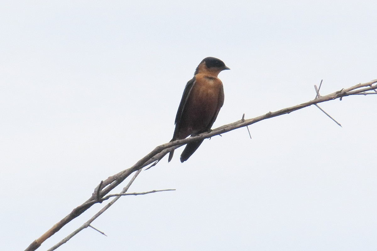 Rufous-chested Swallow - ML130879161