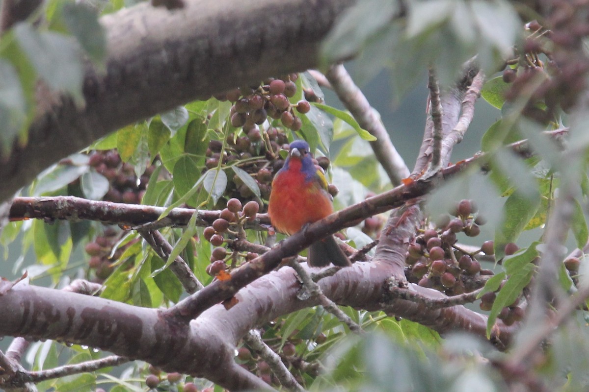 Painted Bunting - ML130879831