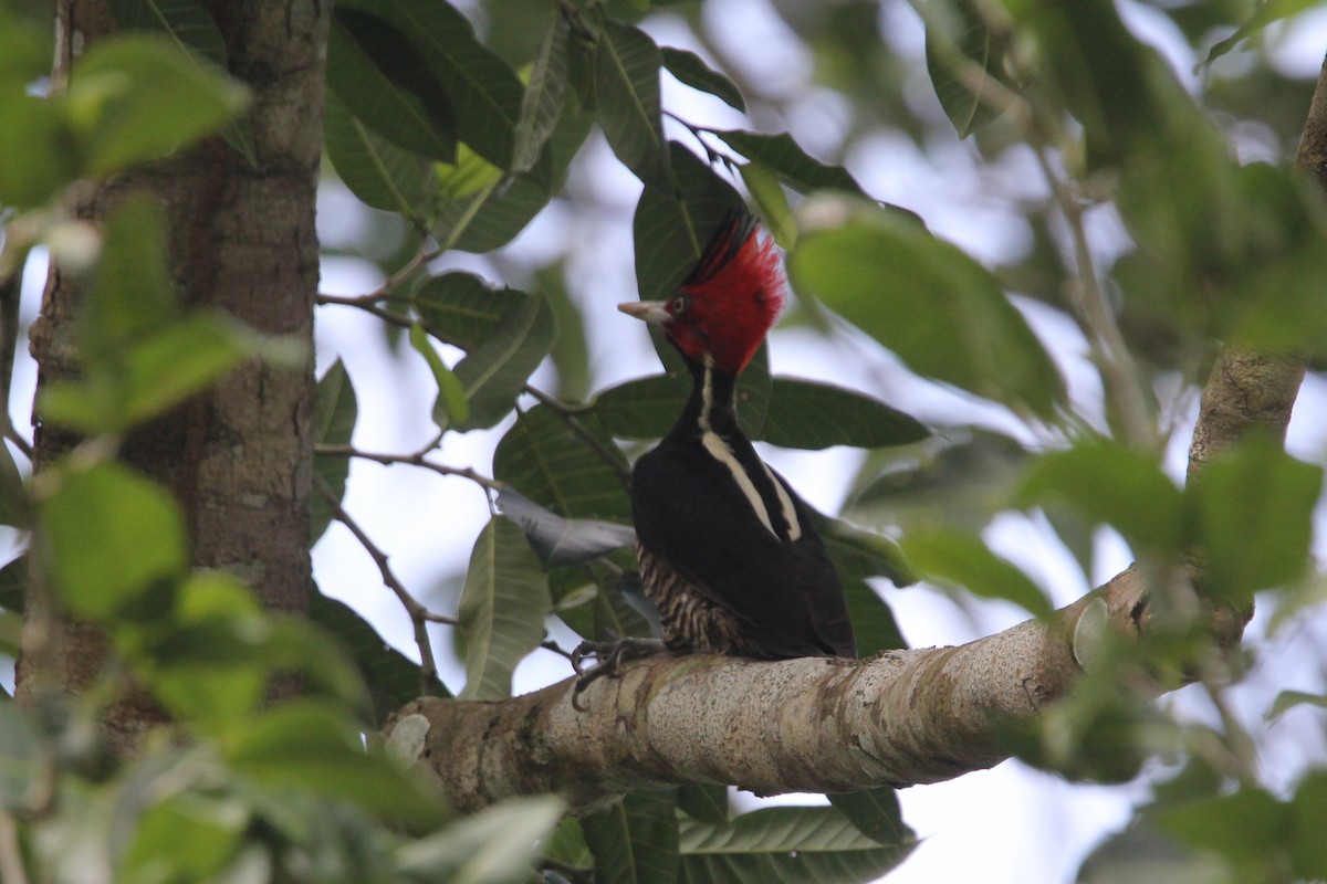 Pale-billed Woodpecker - ML130880141