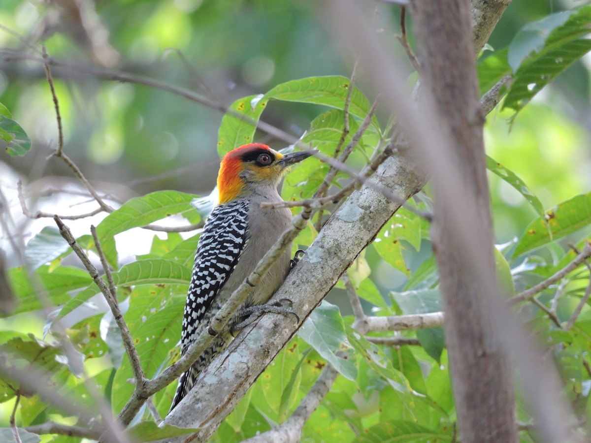 Golden-cheeked Woodpecker - pierre geoffray