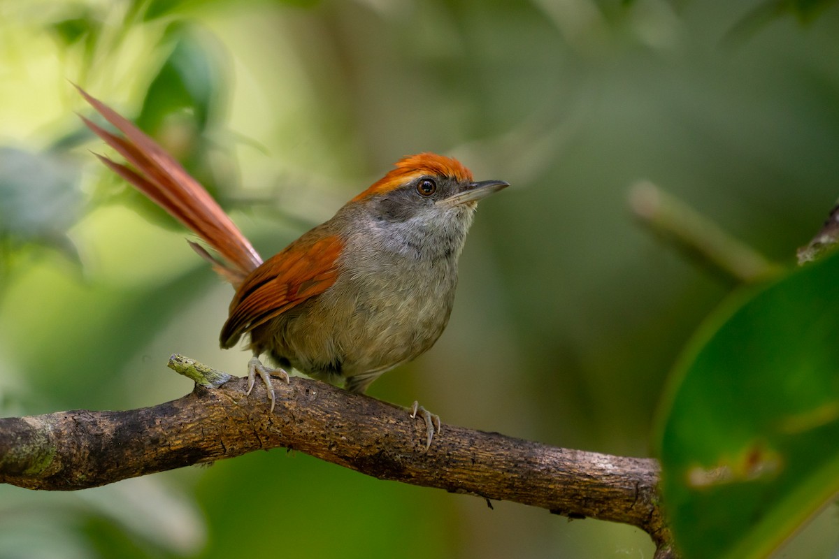 Rufous-capped Spinetail - ML130885851