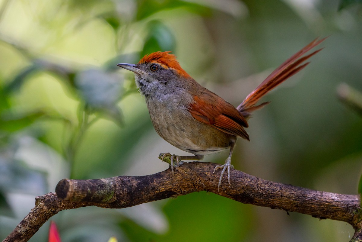 Rufous-capped Spinetail - ML130885861